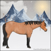 Horse Color:Bay Roan 