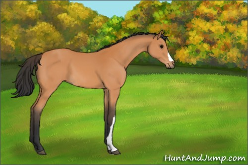 Horse Color:Bay 