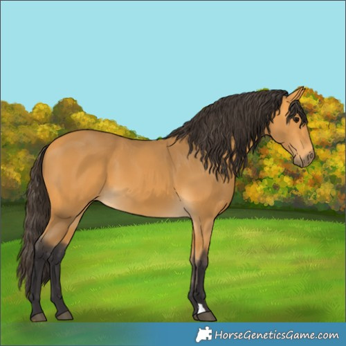 Horse Color:Buckskin 