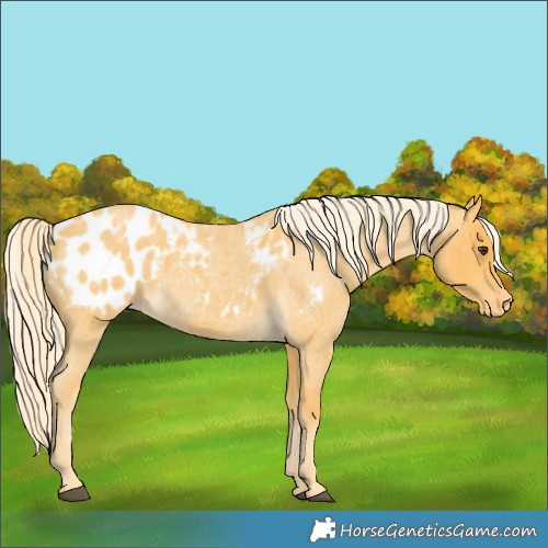 Horse Color:Palomino Roan Appaloosa 