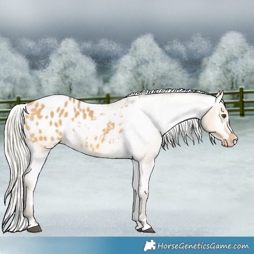 Horse Color:Silver Buckskin Dun Appaloosa 