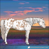 Horse Color:Red Dun Appaloosa Rabicano