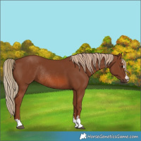 Horse Color:Chestnut Rabicano 