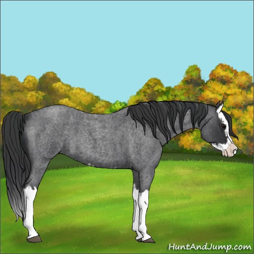 Horse Color:Blue Roan Splash 