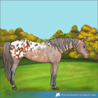 Horse Color:Bay Appaloosa Rabicano