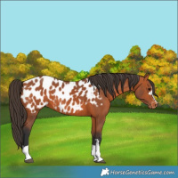 Horse Color:Bay Appaloosa Rabicano