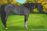 Horse Color:Black  and Blue Roan 