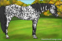 Horse Color:Black  and Black Appaloosa 