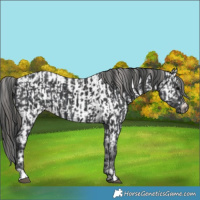 Horse Color:Black  and Black Near Leopard 