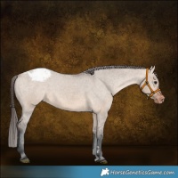Horse Color:Bay Dun Appaloosa 