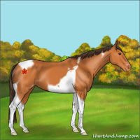 Horse Color:Buckskin Tobiano Appaloosa 