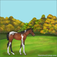 Horse Color:Brown Tobiano Appaloosa Rabicano 