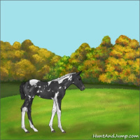 Horse Color:White Spotted Black Tobiano Appaloosa Rabicano 