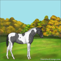 Horse Color:Blue Roan Tobiano Appaloosa 