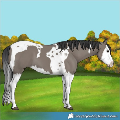 Horse Color:Grullo Splash Tobiano 