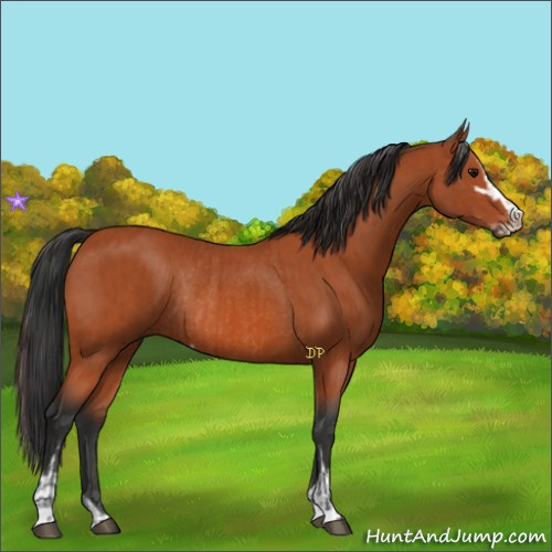 Horse Color:Bay Sabino Rabicano and Bay Sabino Rabicano