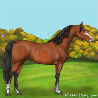Horse Color:Bay Sabino Rabicano  and Bay Sabino Rabicano 