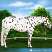 Horse Color:White Spotted Chocolate Palomino Near Leopard 