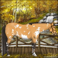 Horse Color:White Spotted Buckskin 