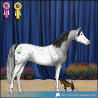 Horse Color:Blue Roan Splash Appaloosa Rabicano 