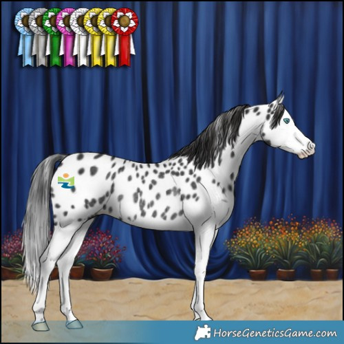 Horse Color:Black Splash Appaloosa Rabicano 