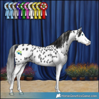 Horse Color:Black Splash Near Leopard Rabicano 