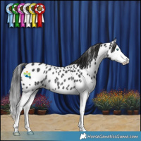 Horse Color:Black Splash Appaloosa Rabicano 