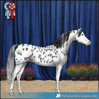Horse Color:Black Splash Appaloosa Rabicano 