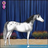 Horse Color:Blue Roan Splash Appaloosa 