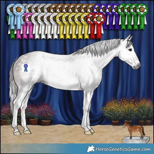 Horse Color:Gray Bay Splash Appaloosa Rabicano 