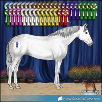 Horse Color:Gray Bay Splash Appaloosa Rabicano 