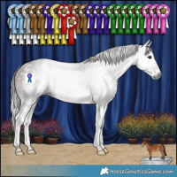 Horse Color:Gray Bay Splash Appaloosa Rabicano