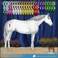 Horse Color:Gray Bay Splash Appaloosa Rabicano 