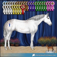 Horse Color:Gray Bay Splash Appaloosa Rabicano