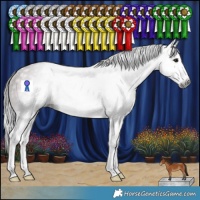 Horse Color:Gray Bay Splash Appaloosa Rabicano 