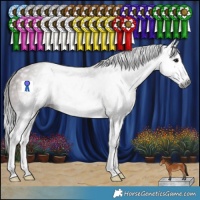 Horse Color:Gray Bay Splash Appaloosa Rabicano 