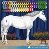 Horse Color:Gray Bay Splash Varnish Rabicano 