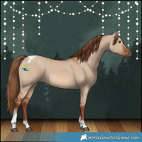 Horse Color:Red Dun Tobiano 