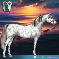 Horse Color:Blue Roan Appaloosa 