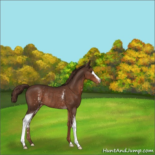 Horse Color:White Spotted Liver Chestnut Appaloosa Rabicano 