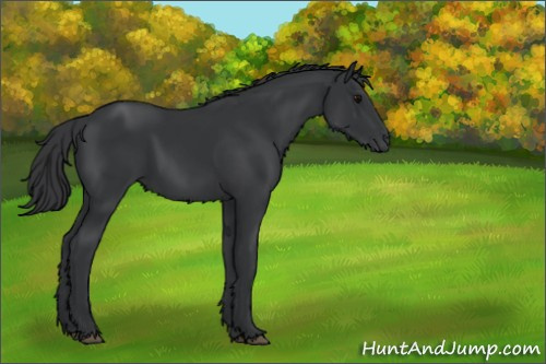Horse Color:Black 
