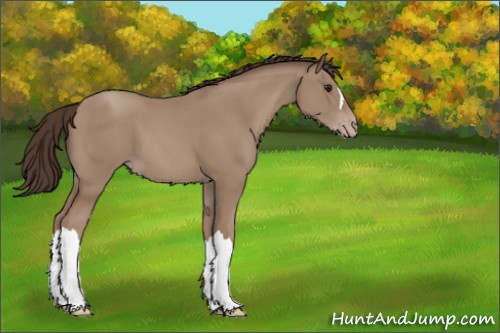 Horse Color:Classic Champagne 