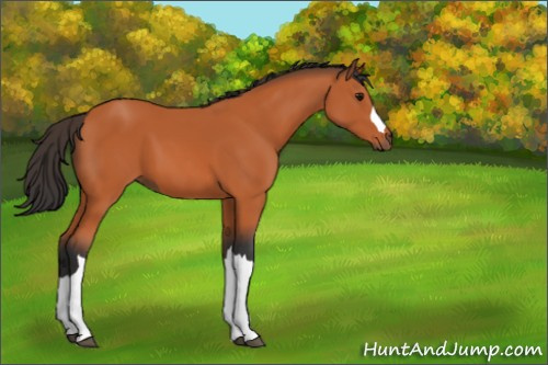 Horse Color:Bay 