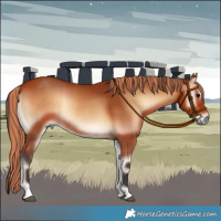 Horse Color:Painted Bay Onyx Rabicano 