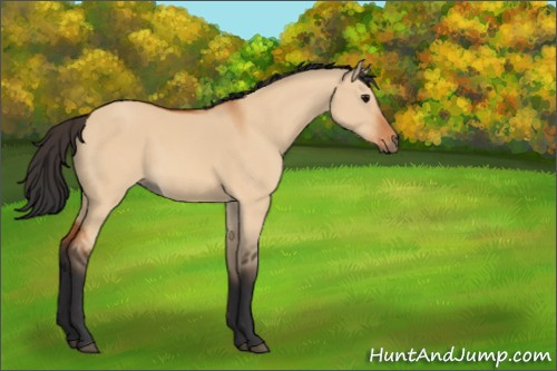 Horse Color:Bay Dun 
