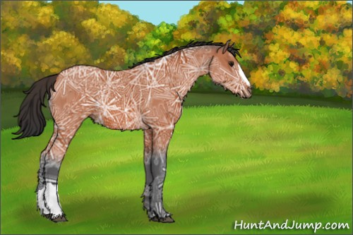Horse Color:Bay Ice 