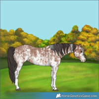 Horse Color:Bay Sabino Rabicano  and Bay Sabino Rabicano 