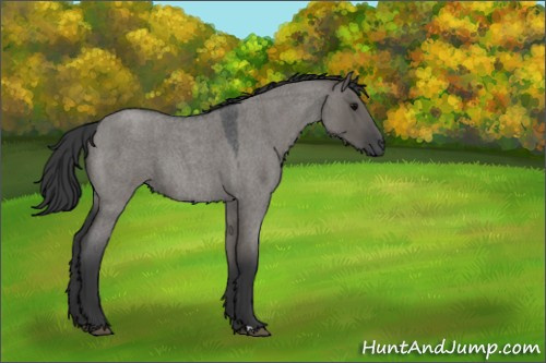 Horse Color:Grullo Roan 