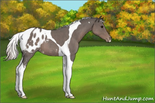 Horse Color:Silver Blue Roan Tobiano Appaloosa 