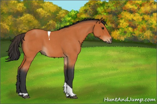 Horse Color:Bay Roan Tobiano 